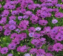 OSTEOSPERMUM MARGARITA COOL PURPLE 140MM