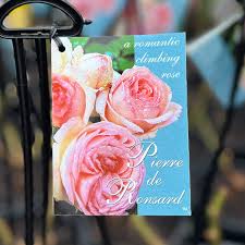BR CLIMBING ROSE PINK PIERRE DE RONSARD