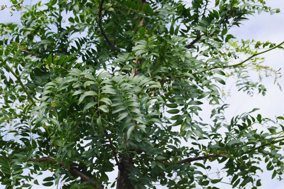 GLEDITSIA TRIACANTHOS SHADEMASTER BR