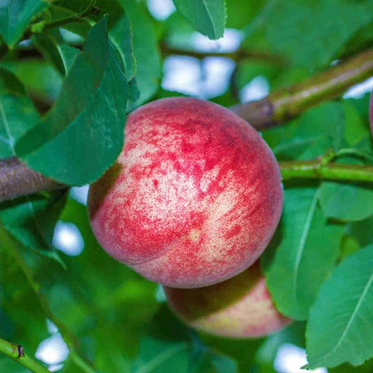 DWARF PEACH ANZAC BR