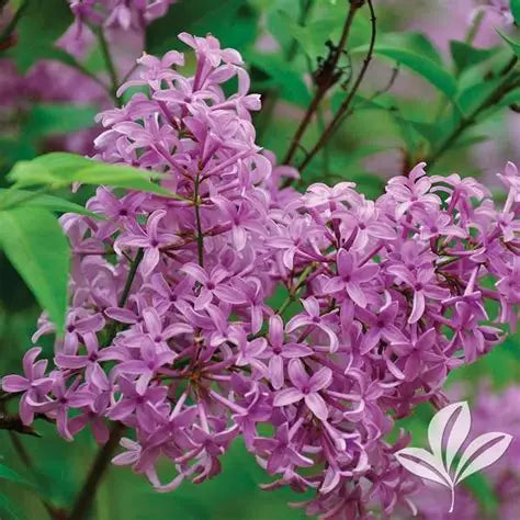 LILAC SYRINGA PERSICA PERSIAN LILAC BR