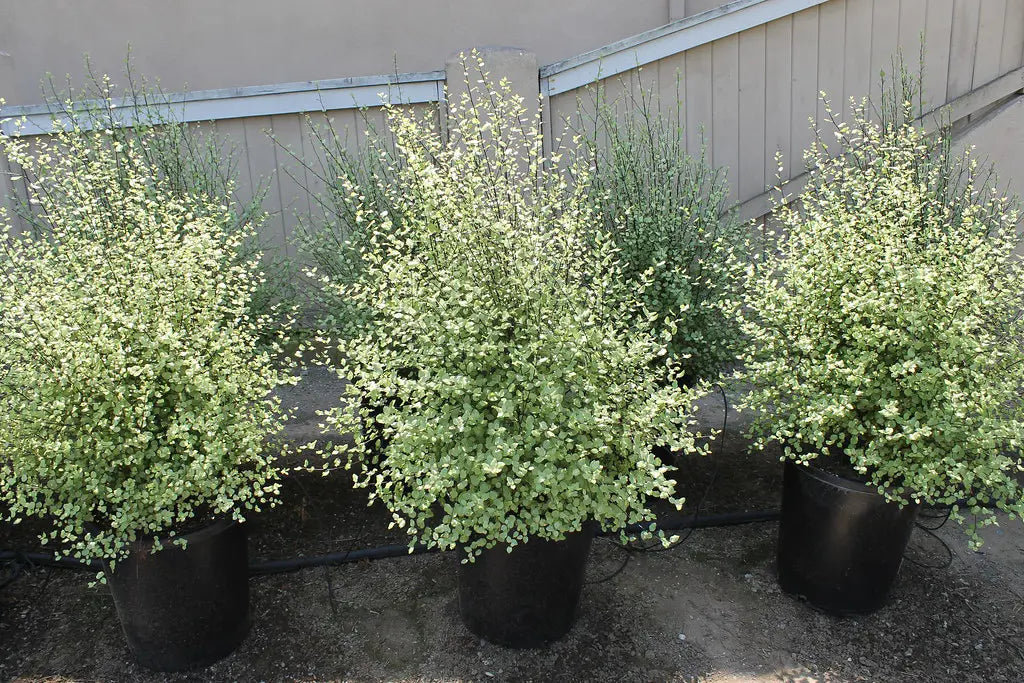 PITTOSPORUM SILVER SHEEN 250MM