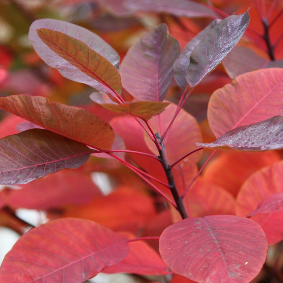 COTINUS COGGYGRIA SMOKEBUSH FLAME BR