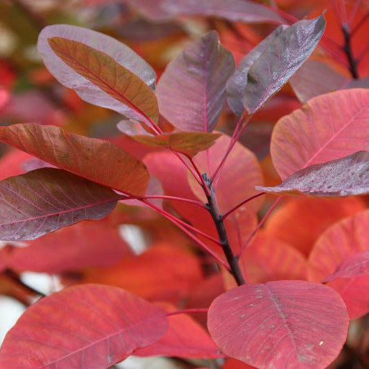 COTINUS COGGYGRIA SMOKEBUSH FLAME BR