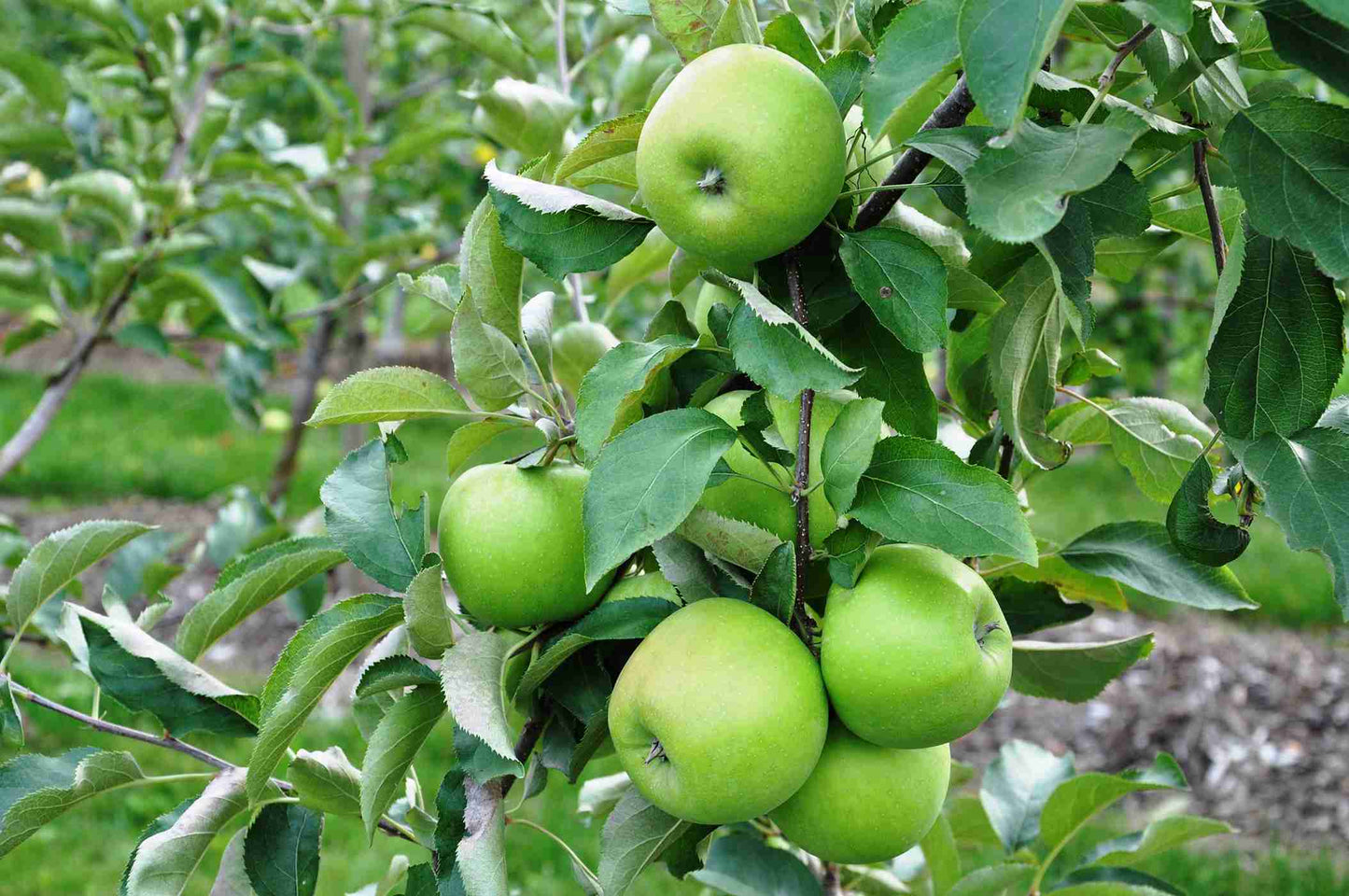 APPLE GRANNY SMITH BR