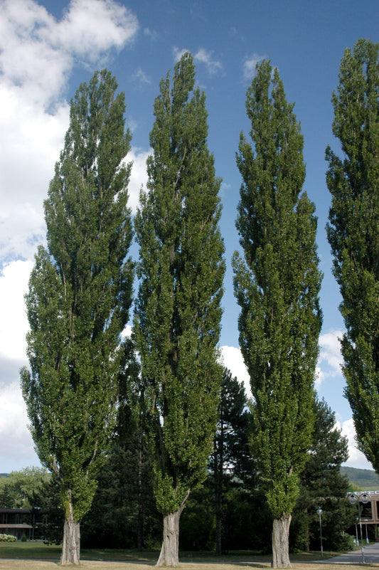 POPULUS NIGRA ITALICA LOMBARDY POPLAR BR