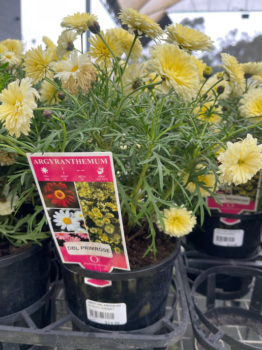 ARGYRANTHEMUM DOUBLE PRIMROSE 140MM