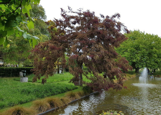 GLEDITSIA INERMIS RUBYLACE BR