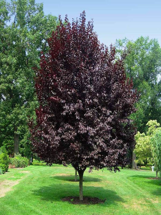 FLOWERING PLUM PRUNUS BLIREIANA 'PURPLE LEAF' BR