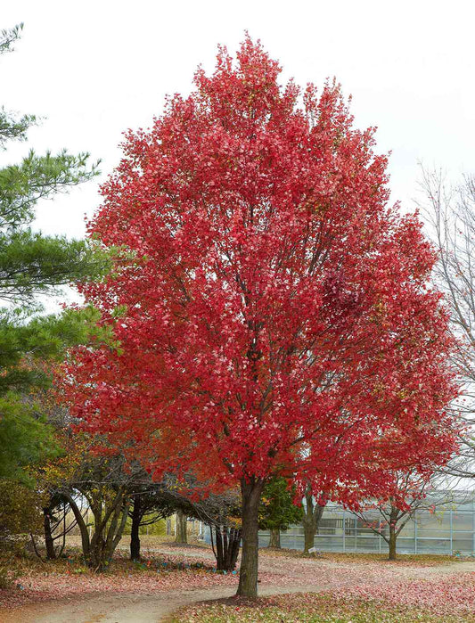 MAPLE ACER RUBRUM ' RED MAPLE ' BR