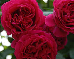 BR CLIMBING ROSE RED PIERRE DE RONSARD