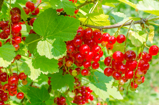 REDCURRANT 2LT