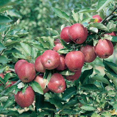 APPLE RED FUJI BR