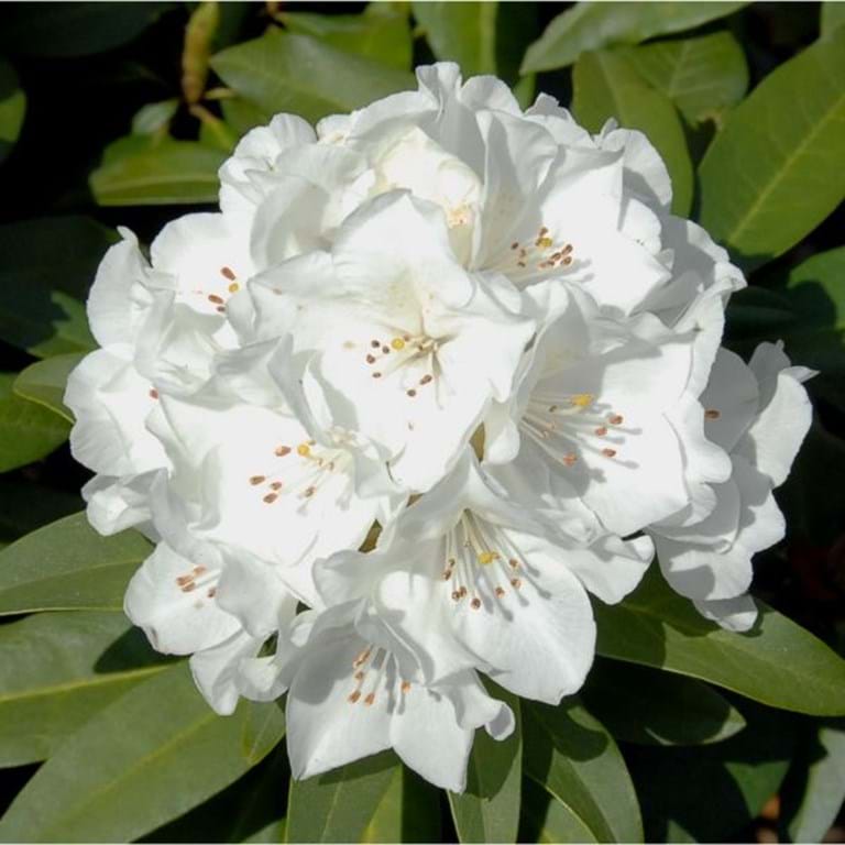 RHODODENDRON HELEN SCHIFFNER 200MM