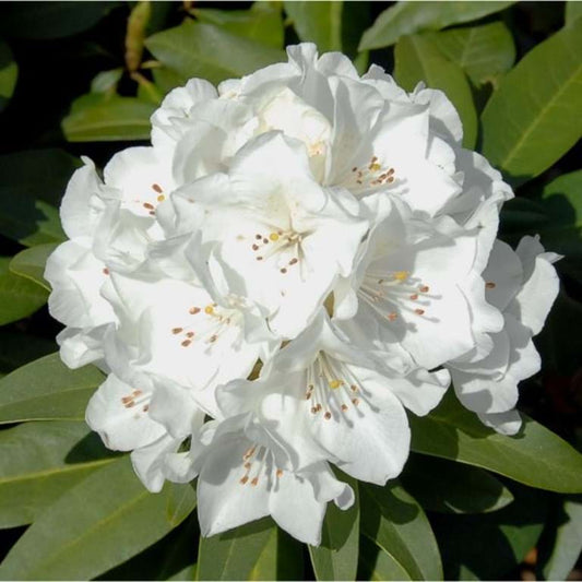 RHODODENDRON HELEN SCHIFFNER 200MM