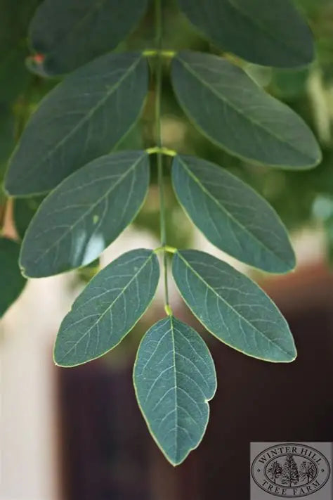 ROBINIA MOP TOP SHORT BR 1.2M