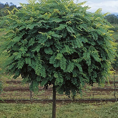 ROBINIA MOP TOP SHORT BR 1.2M