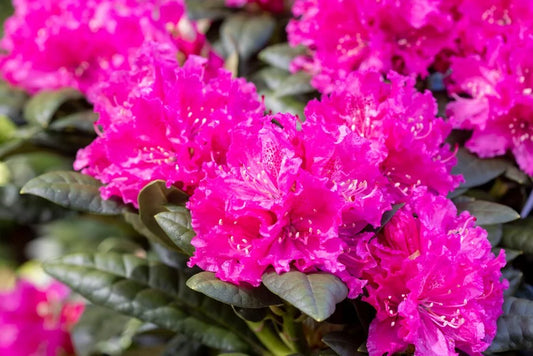 RHODODENDRON ROCKET 200MM