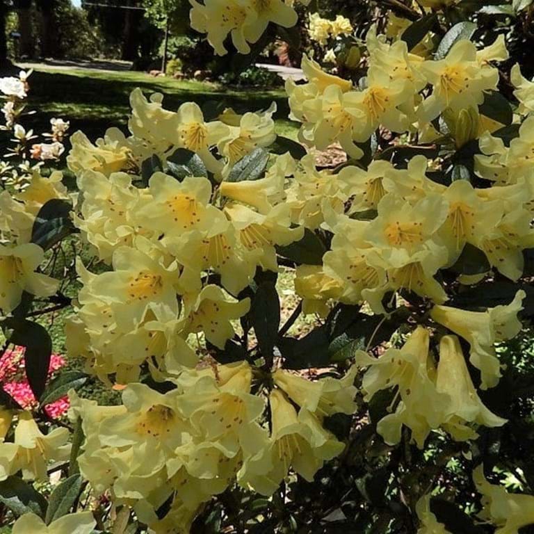 RHODODENDRON SAFFRON QUEEN 200MM