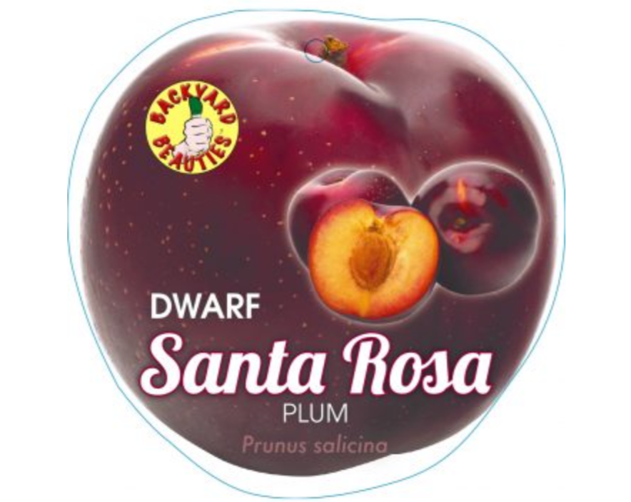 DWARF PLUM SANTA ROSA BR