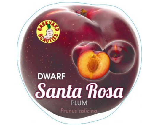 DWARF PLUM SANTA ROSA BR