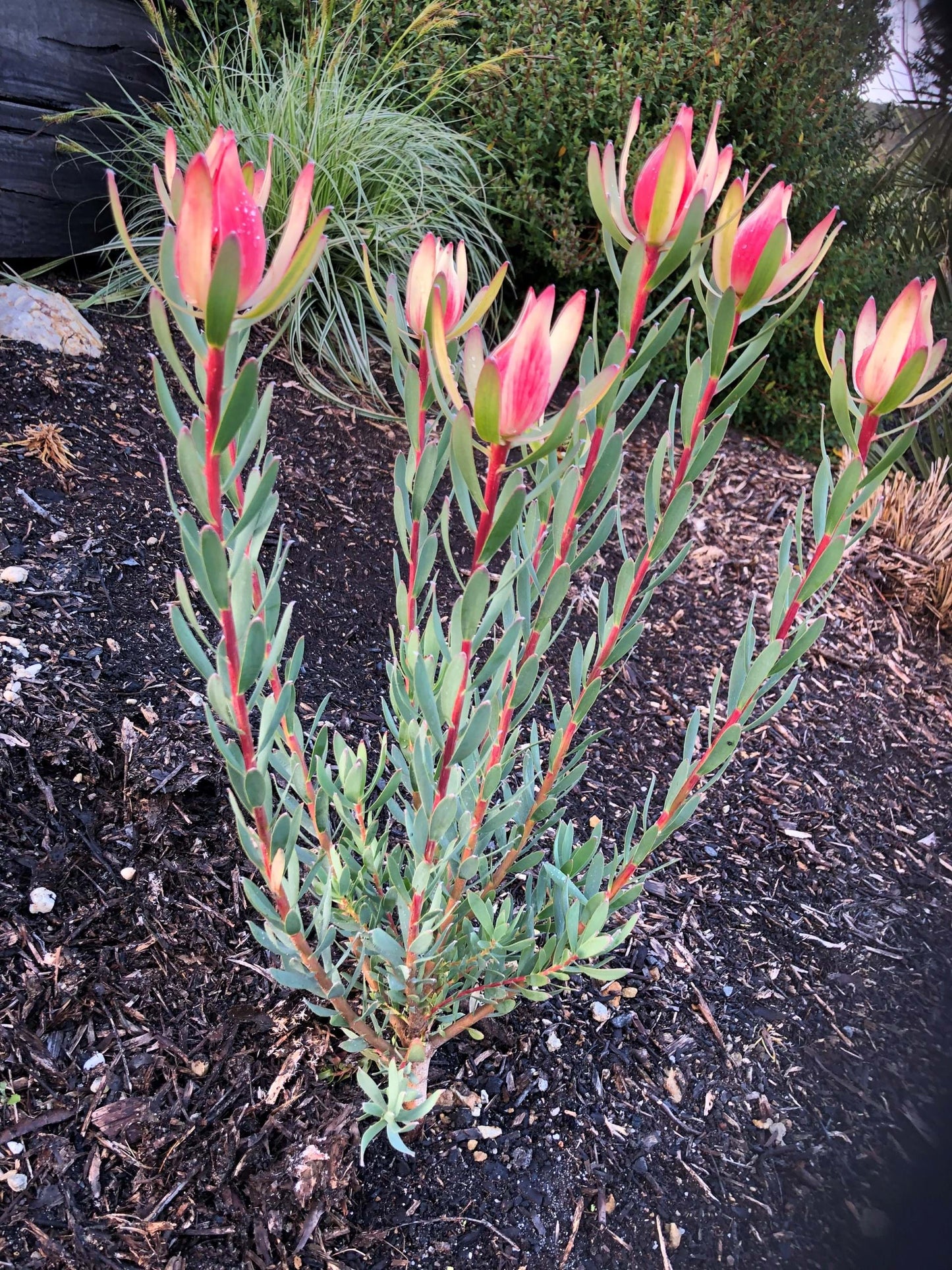 LEUCADENDRON SARAH 140MM