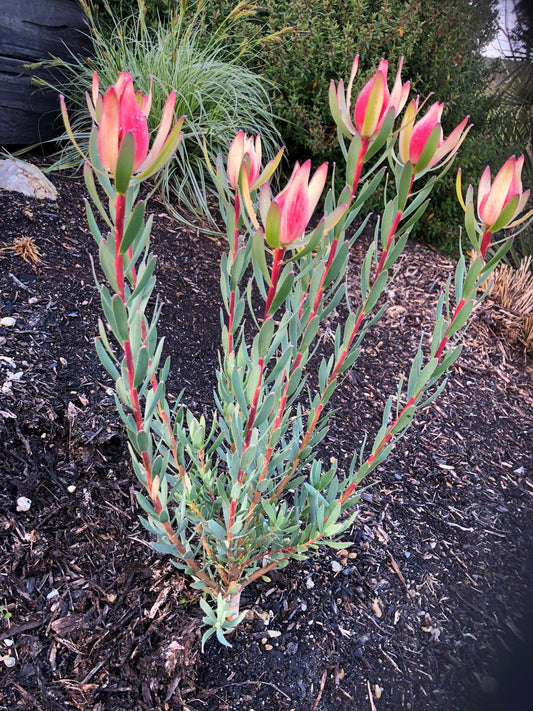 LEUCADENDRON SARAH 140MM