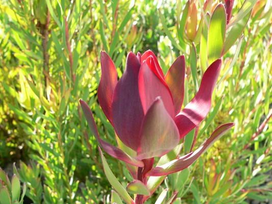 LEUCADENDRON SARAH 140MM