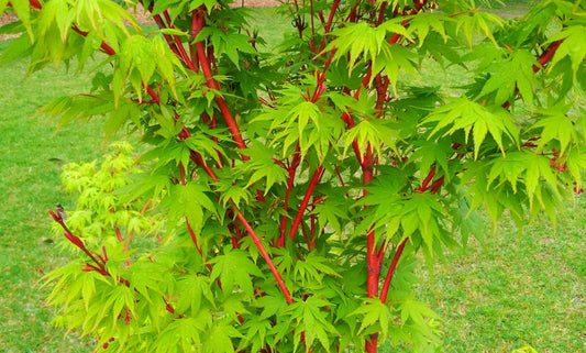 ACER PALMATUM SENKAKI BR