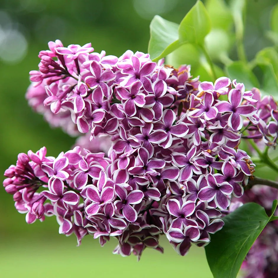 LILAC SYRINGA SENSATION BR