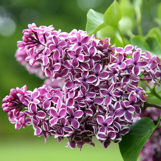 LILAC SYRINGA SENSATION BR