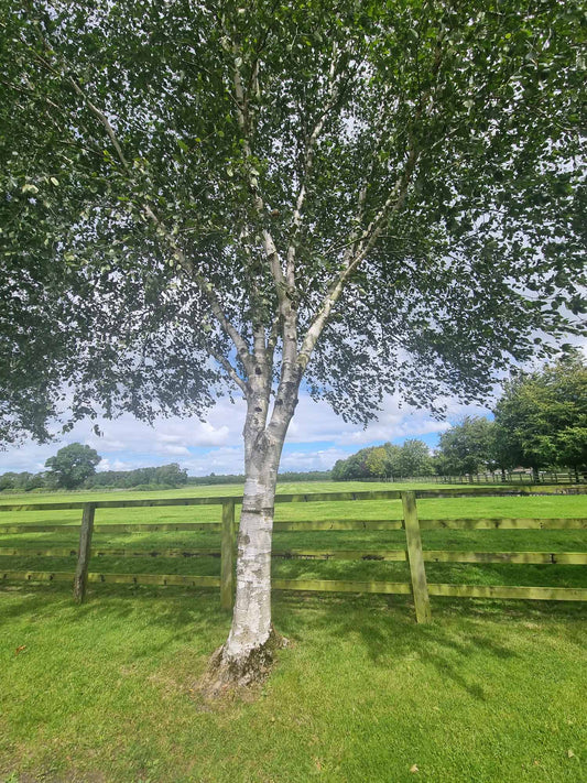 BETULA ALBA SILVER BIRCH BR