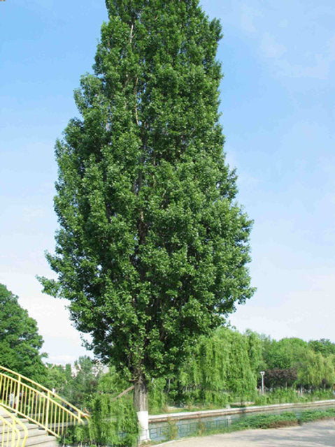 POPULUS SIMONII FASTIGIATA BR