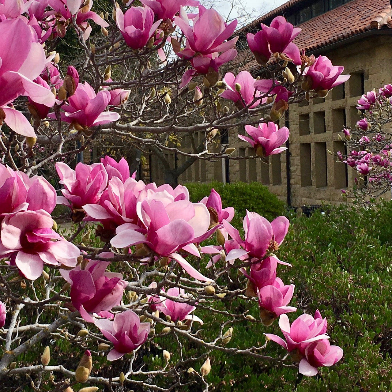 MAGNOLIA X SOULANGEANA BR