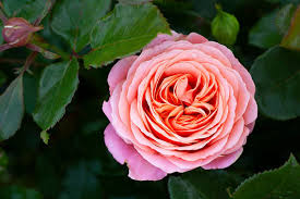 BR SMOOTH TOUCH SPLENDOUR CLIMBING ROSE