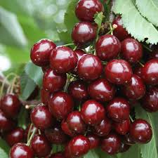 CHERRY STELLA BR