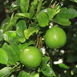 CITRUS DWARF TAHITIAN LIME 250MM