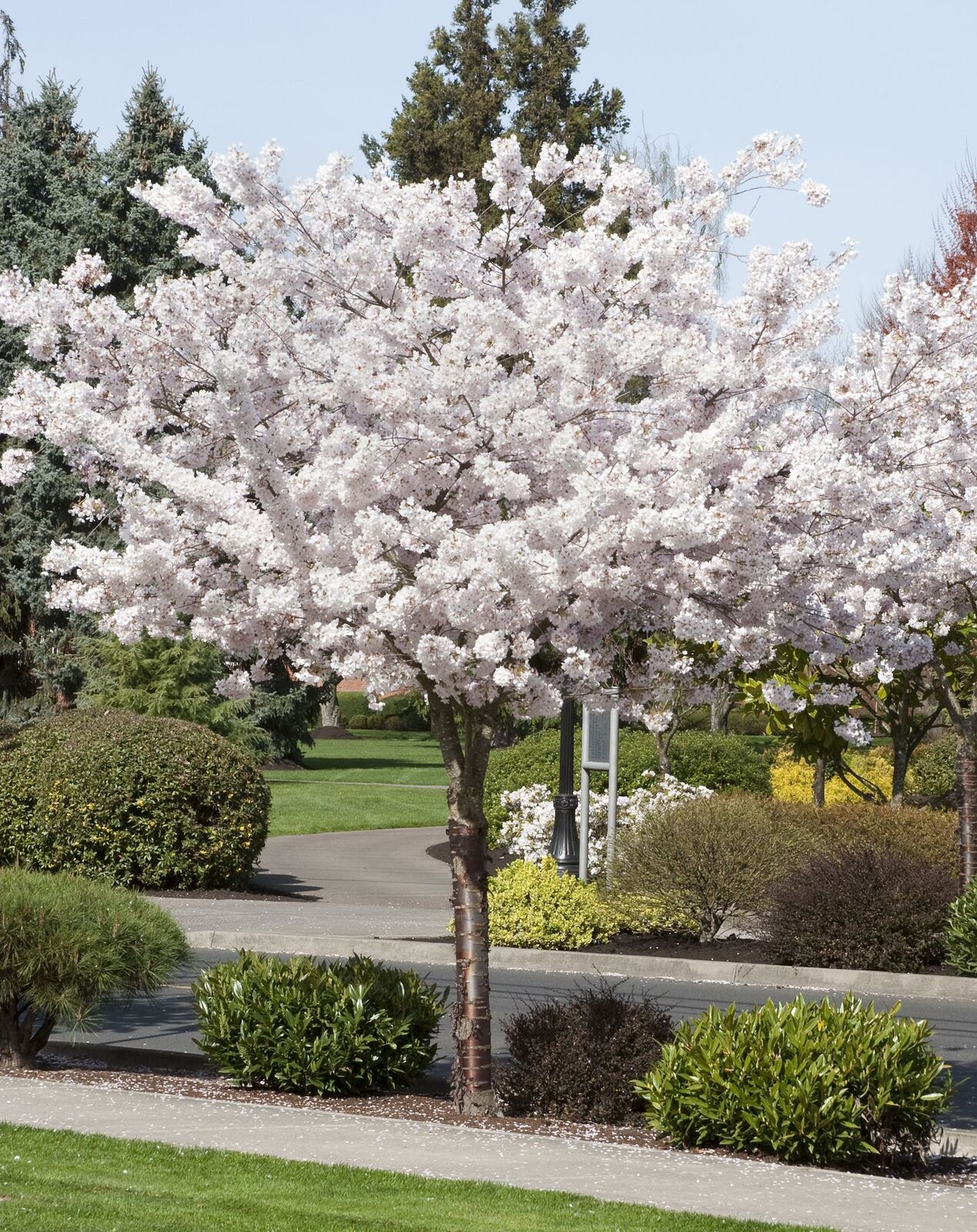 FLOWERING CHERRY PRUNUS MT FUJI TREE FORM BR