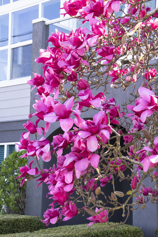 MAGNOLIA VULCAN BR