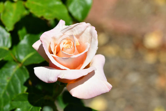BR SPIRIT OF PEACE BUSH ROSE