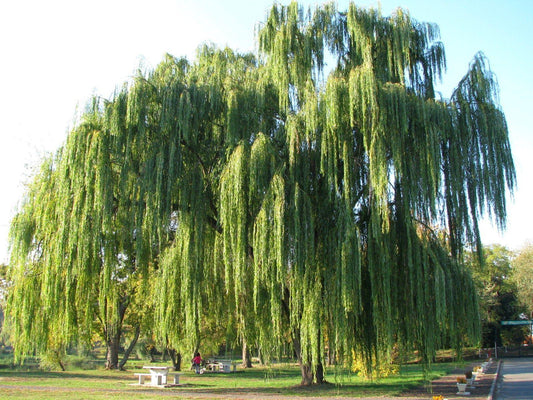 WEEPING WILLOW SALIX BABYLONICA BR
