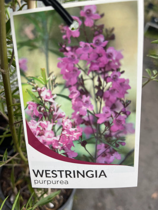 WESTRINGIA PURPUREA 140MM