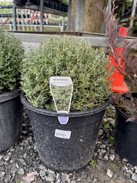 WESTRINGIA TOPIARY BALL 250MM