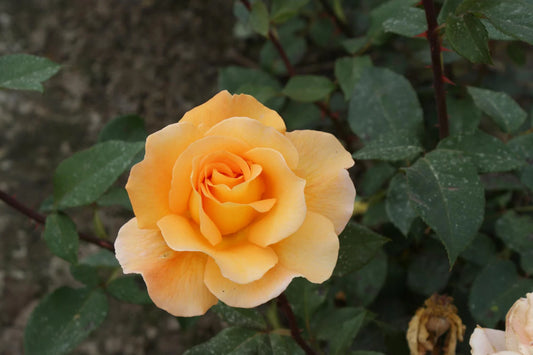 BR WHISKY BUSH ROSE