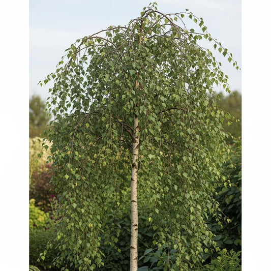 BETULA PENDULA YOUNGII 2M WEEPING BIRCH 1.8M BR
