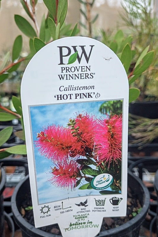 CALLISTEMON SPLENDENS X PALLIDUS HOT PINK 140MM