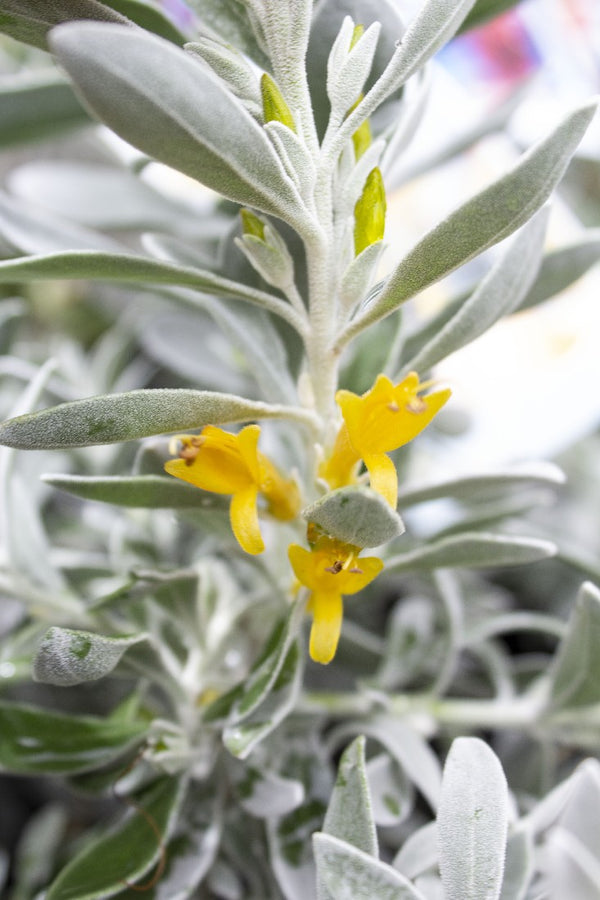 EREMOPHILA GLABRA KALBARRI CARPET 125MM Avalon Nursery