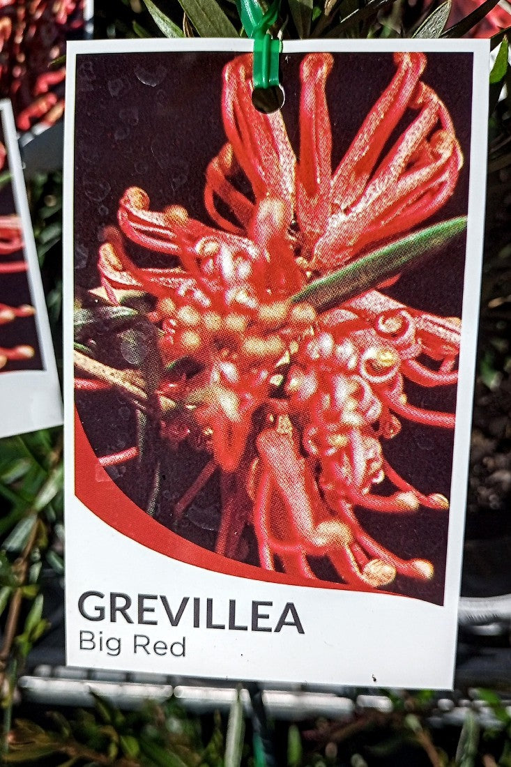 GREVILLEA BIG RED 140MM