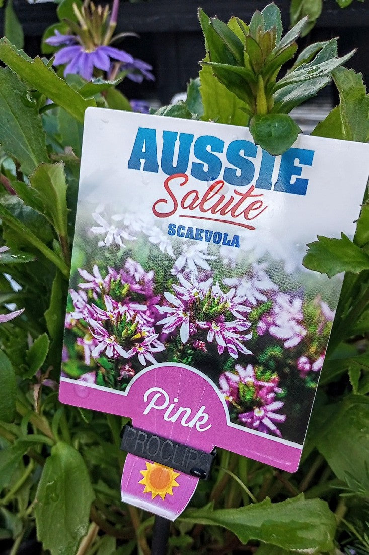 SCAEVOLA AEMULA AUSSIE SALUTE PINK 140MM