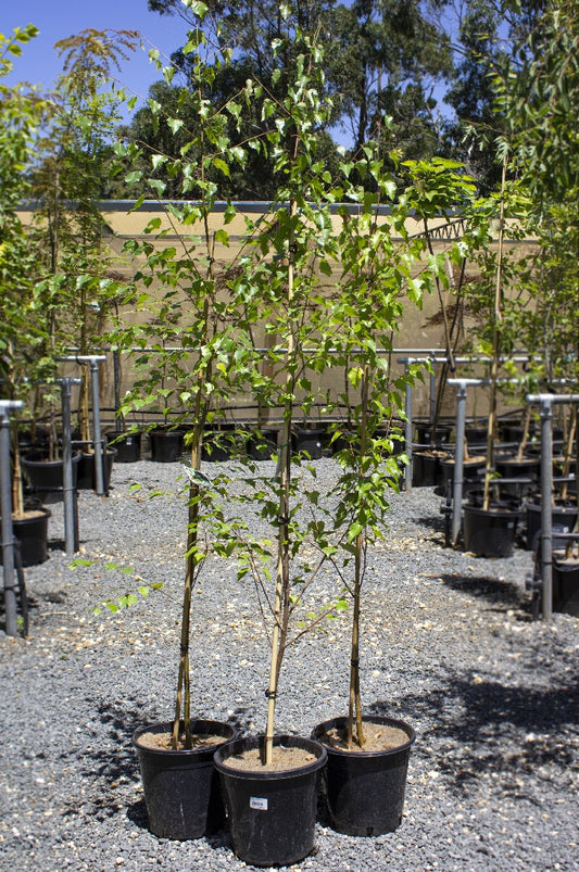 BETULA PENDULA ALBA SILVER BIRCH 250MM